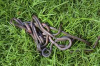 Worms are great for fish bait, but you might not want them in your lawn.
