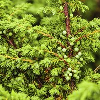 Some junipers produce decorative berries or cones.