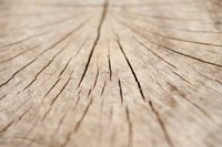 A close-up of the dissection of an oak log.