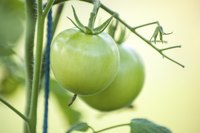 A green tomato hanging from a plant.