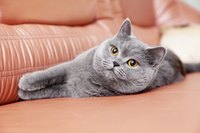 Cat lying on carpet in home.