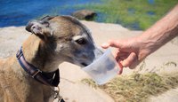 A greyhound drinking a supervised increment of water on a hot day.
