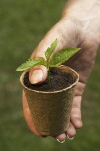 Seedlings require light, moisture and good soil to grow.
