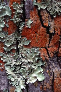 Lichens are a combination of a fungus and an alga.