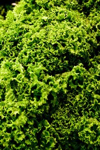 The freshest kale roasts up the crispest.