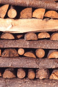 Hardwood logs are used to culture sheepshead mushrooms.