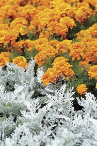 Dusty miller is one of the most benign Senecio species.