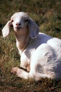 Baby goats, unlike puppies and kittens, are usually born with their eyes at full function.