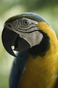 Birds rely on methods other than sweating to keep their bodies cool.