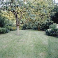 A drop spreader makes it easy to feed your lawn.