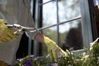 Prune out any plant tissue infected with powdery mildew.