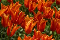 Tulips are examples of monocots.