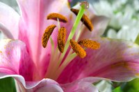 Lilies that are force bloomed may take another full year to bloom again.