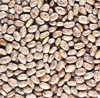 Pintos and other dried beans are susceptible to insect pests.