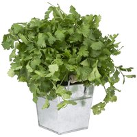 In some areas, annual cilantro reseeds year after year.