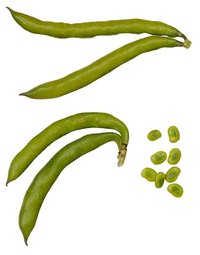 Bean plant seeds, such as from these fava beans, may not germinate properly if their soil does not meet the proper pH requirement.