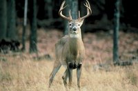 Turn shed antlers into fashionable finger rings.
