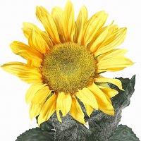 Insects and worms feed on sunflower plants.