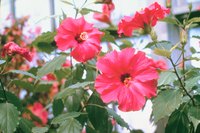 Hibiscus plants, particularly those kept indoors, are prone to whitefly infestations.