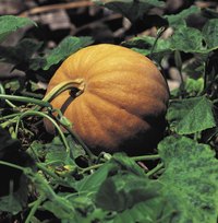 Pumpkin root rot is less likely in light soils with good drainage.