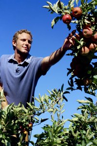 All apples are grown on trees.