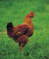 Healthy, unstressed chickens normally breathe through their nostrils.
