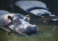 Make a hippo costume with gray clothes and a few craft items.