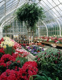 Transfer new shoots to a greenhouse, before replanting them in the garden, to prepare the plants for life outdoors.