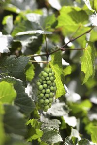 Blanching grapes makes it easier to remove their skins.