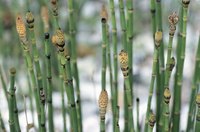 Scouring rush horsetail is an invasive weed.