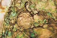 Abalone is caught in many areas including California, Mexico, Japan and South Africa.
