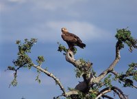 Strong vision means birds rely less on other senses.