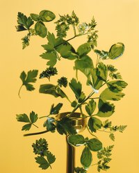 Harvest the seeds and leaves of the cilantro plant.
