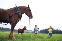 Children and two horses on large grass field.