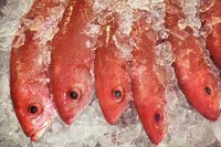 Rockfish colors vary among species.
