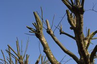Although incapable of felling trees, reciprocal saws cut through medium to large branches.