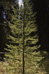 Some needle loss is normal for evergreen trees.