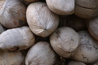 Use dry, mature coconuts for this project.