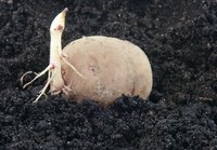 Sprouting potato stems send roots down into the soil.