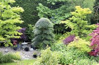 Japanese Holly in garden