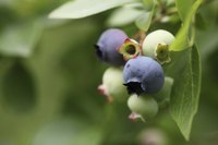 Wild blueberries growing in a forest.