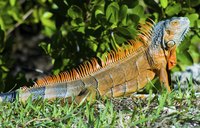 Iguanas look their best when provided with a roomy cage and appropriate lighting.