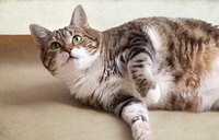 In cats diagnosed with chronic pancreatitis, symptoms might "wax and wane."