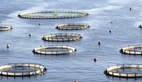 In 2008, over 53 million lbs. of trout were grown in the United States.