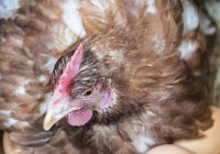 Close-up of brooding hen laying on eggs.