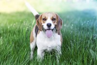 Patience is a virtue when it comes to training a beagle.