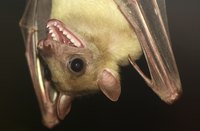 The ears of bats range in size and shape depending on the species.