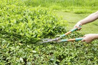 Scissor-action hedge shears handle tender new growth well.