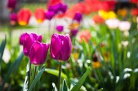 Purple tulips growing in a flowerbed.