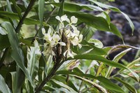 Camia plants can survive in soggy soil.